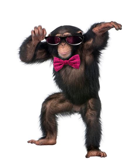 1,800+ Dancing Monkey Stock Photos, Pictures & Royalty-Free Images - iStock