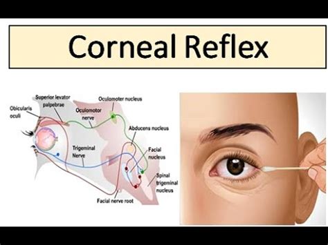 Corneal Reflex - YouTube