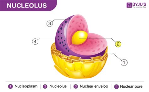 Nucleolus - Function, Difference Between Nucleus & Nucleolus