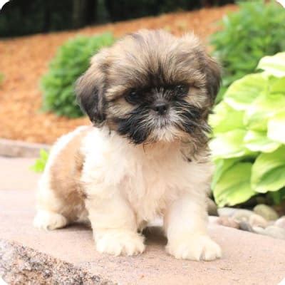 Shih Tzu Puppies for Sale | Buckeye Puppies