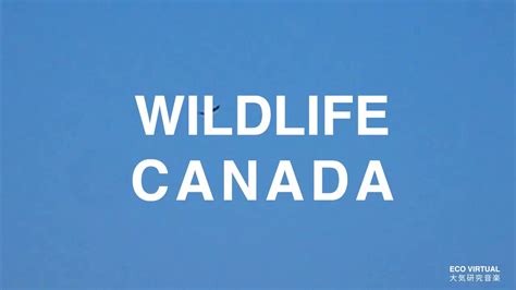 WILDLIFE CANADA [DOCUMENTARY] - YouTube