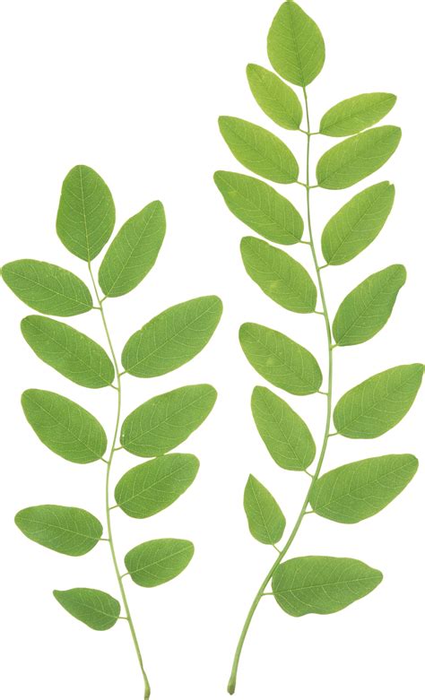 Green Leaves PNG Clipart | PNG Mart