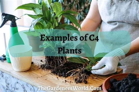 C4 Plants Examples: The Ultimate Photosynthesizers (With Pictures) - The Gardeners World