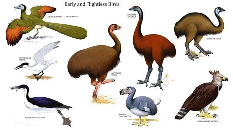 kinds of flightless birds Archives - Easy Science For Kids