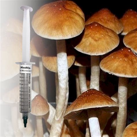 Golden Teacher Mushroom Spores | Premium Cubensis Spore Syringes