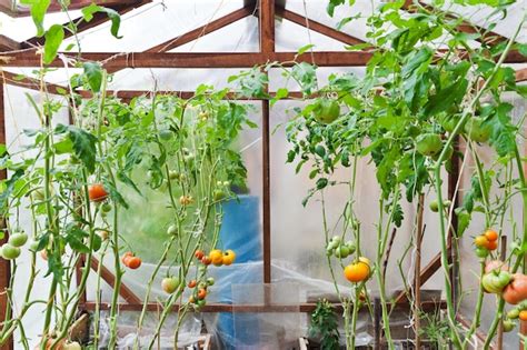 Premium Photo | Greenhouse with tomatoes