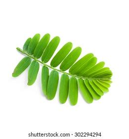 Indian Gooseberry Phyllanthus Emblica Leaf Stock Photo 302294294 ...