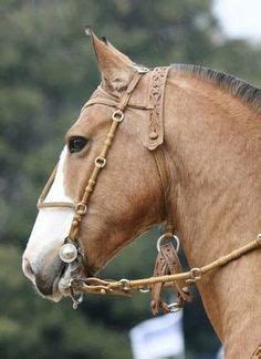 vaquero bridles - Google Search | Fotografía de caballos, Riendas de caballos, Razas de caballos