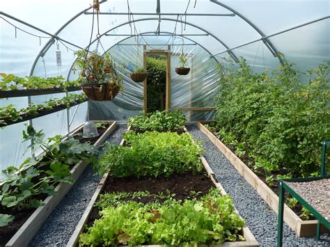 The polytunnel is producing all the fruit and veg we can eat! 2020 Tunnel Greenhouse, Greenhouse ...