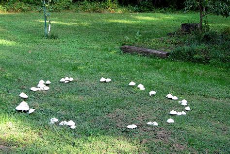 Mushroom Folklore: Fairy Rings – Herbal Academy