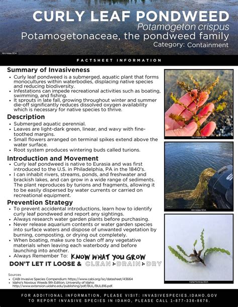 Curly Pondweed Factsheet — Invasive Species of Idaho