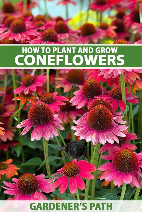 How to Grow and Care for Coneflowers (Echinacea)