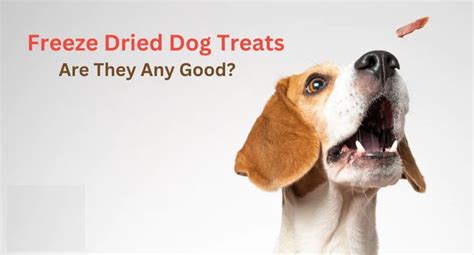 Freeze-Dried vs. Traditional Dog Treats: Making an Informed Choice for Your Dog - Pet Care Stores