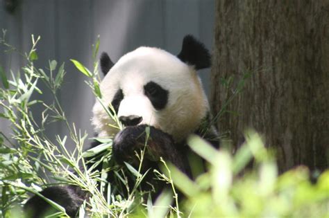 Panda Smithsonian National Zoo - Free photo on Pixabay