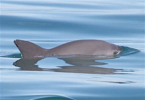 With extinction looming, it’s CITES’s last chance to save the vaquita ...