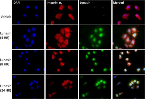 Lunasin is readily internalized by A375 melanoma cells. A375 cells ...