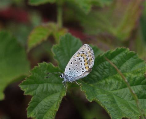 Photo - Silver-studded Blue - Plebejus argus - Observation.org