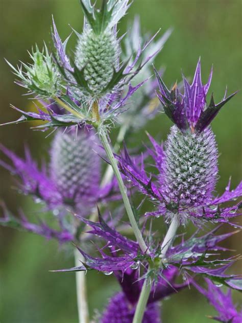 20 Great American Wildflowers | HGTV