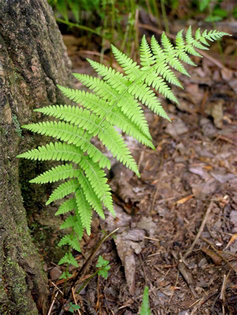 Buy Hay Scented Fern Wholesale | Fast Growing Ferns