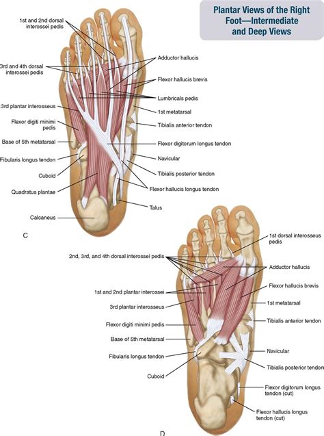 Foot Interossei Muscles Mri - Muscles-Illustrations _ The information relayed from the ...