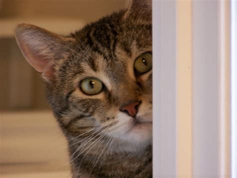 Cat Peeking Around Corner Free Stock Photo - Public Domain Pictures