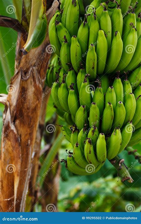 Banana, Saba Banana, Plant, Flora Picture. Image: 99295502