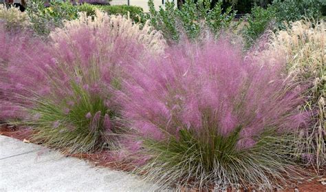 Pink Muhly Grass Care - PlantingTree