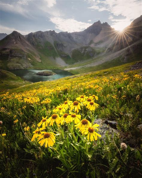 Back in August I caught the tail end of the wildflower bloom at 12600ft ...