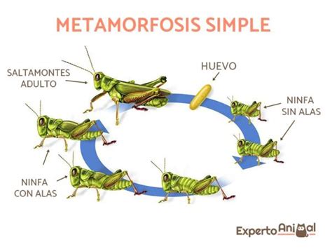 Top 80+ imagen cuentos que tengan metamorfosis - Abzlocal.mx