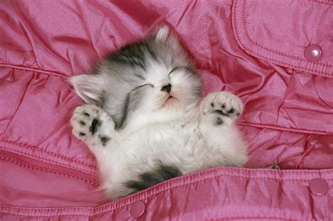 HD wallpaper: Cats, Animal, Baby Animal, Cute, Kitten, Sleeping | Wallpaper Flare