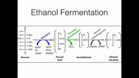 Ethanol Fermentation: Regeneration of NAD - YouTube