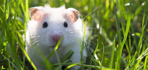 Albino Hamster - Unexpected Information About White Hamsters