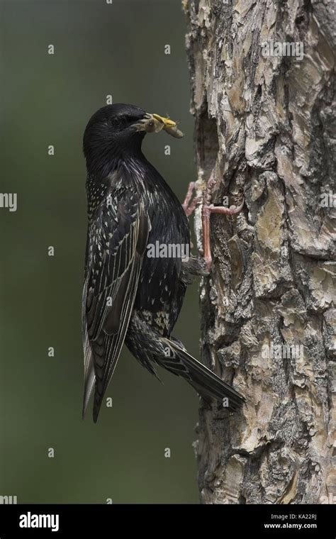 Star, Sturnus vulgaris, Common Starling, birds, nest, portrait format Stock Photo - Alamy