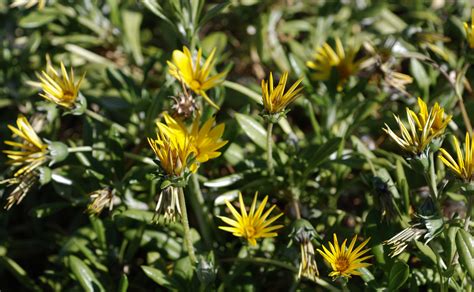 Flower Gallery :: Asteraceae :: DSC_8353