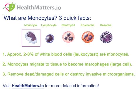 What are Monocytes (Absolute & Percent), Normal/Optimal Ranges + Meaning?