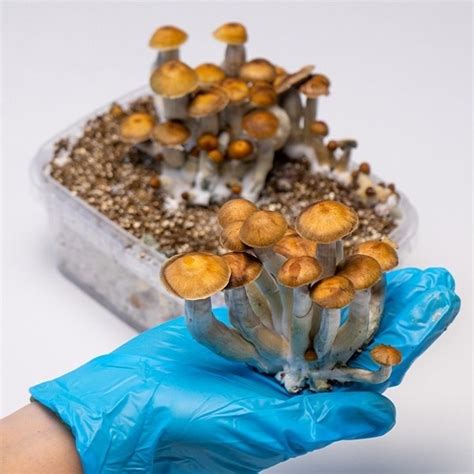 Mazatapec Mushroom Grow Kit 》Fresh & High Quality