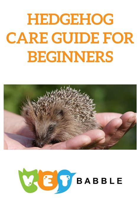 Hedgehog Care Guide | Hedgehog care, Hedgehog pet, Hedgehog