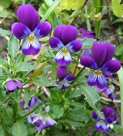 "wild violets are deliciously edible. They are the heart of ‘candied ...