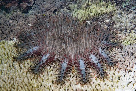 Crown Of Thorns Starfish Photograph by Georgette Douwma/science Photo Library - Fine Art America