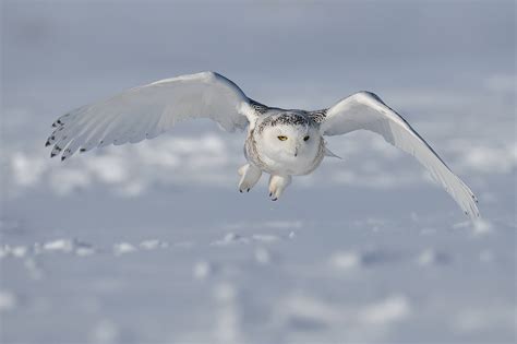 Snowy Owl Wallpapers - Wallpaper Cave