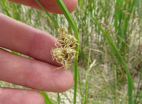 Telling apart grasses, sedges, rushes | Grasses at a Glance | Illinois ...