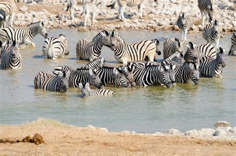 The Great Zebra Migration Across the Kalahari | Zicasso