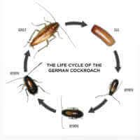 Cockroach Control Chemicals & Insecticide Products | MGK®