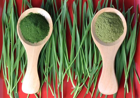 Wheatgrass Juice Powder Vs Wheatgrass Powder Explained