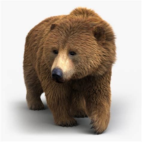 Buy BROWN BEAR (FUR) (ANIMATED) 3D Models Online