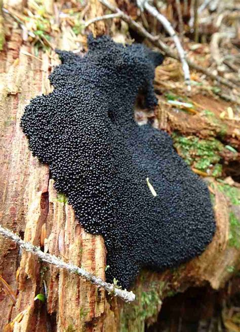 Black Slime Mold