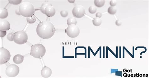 What is laminin? Is there any significance to laminin being in the shape of a cross ...