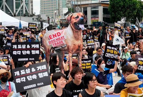 South Korean assembly bans dog meat trade, consumption - ABC News