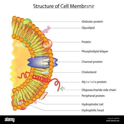 Cell Membrane Structure And Function Animation