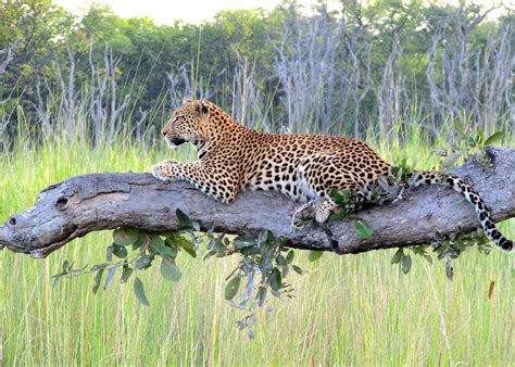 Visit Moremi Wildlife Reserve | Tailor-Made Trips | Audley Travel UK